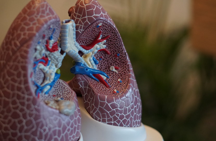 Lungs